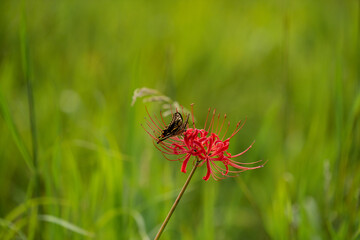 Cluster amaryllis with butterflies