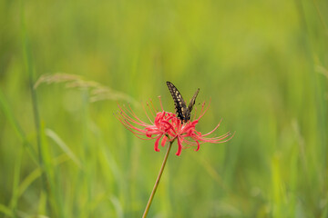 Cluster amaryllis with butterflies