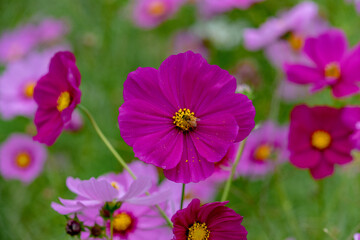 Obraz premium Cosmos flower field