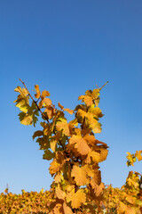 detail of vineyard in the Nahe region in indian summer colors