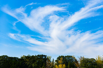 Obraz na płótnie Canvas Bird like clouds