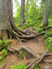 tree in the forest