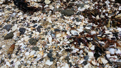 close up sand shells rocks north shore, auckland, new zealand beach