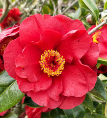 close up of red camellia flower