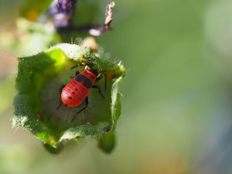 Gemeine Feuerwanze (Pyrrhocoris apterus) auf Pflanze