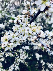 cherry tree blossom