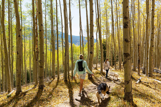 mother and daughter walking their dogs on autumn aspen nature trail