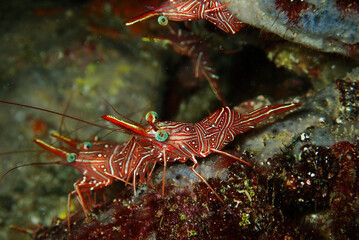 Durban dancing shrimp