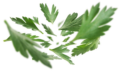 Green parsley leaves levitate on a white background