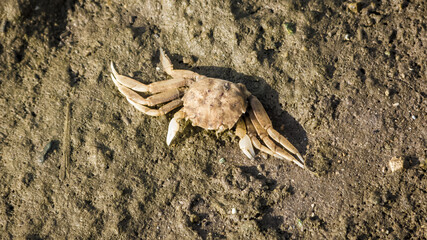 Dead crustacean over the rocks at sunset