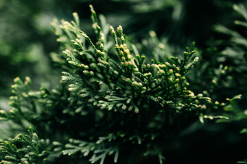 Christmas tree branch texture. Close up photo of green spruce tree branches. green spruce tree background. Fir branches of  spruce.