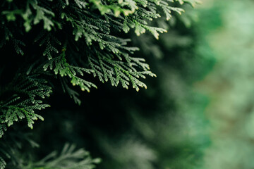 Christmas tree branch texture. Close up photo of green spruce tree branches. green spruce tree...