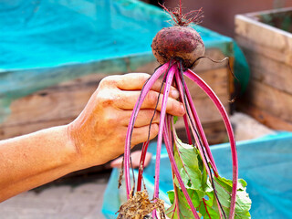 Person holding freshly harvested beets