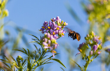 Big bee flying to pollen