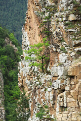 tree on the wall