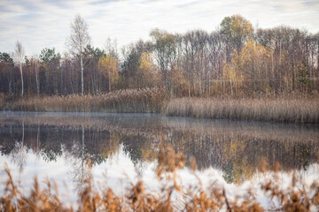 Picture of a slightly misty lake and autumn trees almost without leaves in morning  November  Latvia
