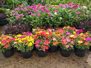 view of many multicolored Japanese Rose (Portulaca grandiflora) blossom in flowerpots with green nature blurred background, other names include Mose Rose, Portulaca Rose and Sun Plant.