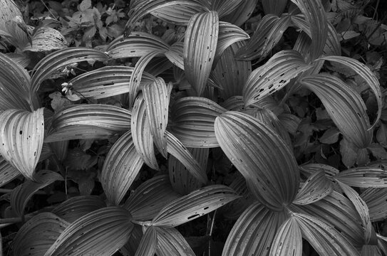 False hellebore close iup