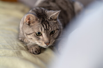 見つめる猫ちゃん　サバトラ猫