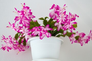 A richly blooming Christmas cactus in a white flower pot.