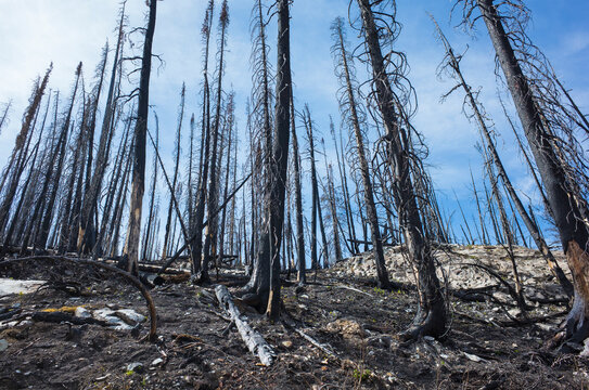 Fire damaged trees and forest along the Pacific Crest Trail