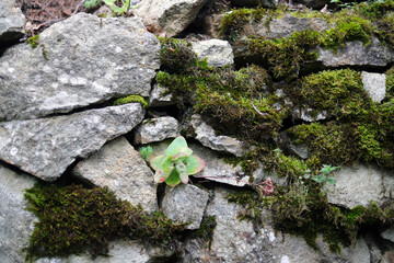 moss on stone