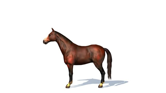 Galloping horse is running and standing still - Animation