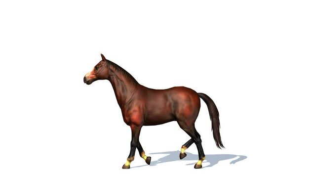 Brown horse rears and is performing different actions - Animation