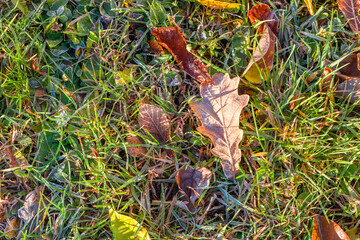 Yellow autumn oak leaf covered with the first frost on the ground in green grass in the light of sunlight. Close up.