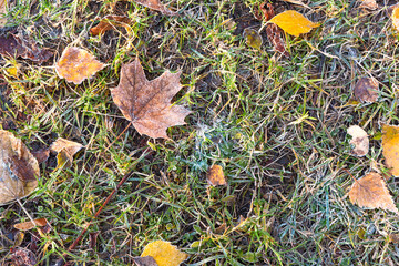 Autumn leaves covered with the first frost on the ground in green grass in the light of sunlight. Close up.