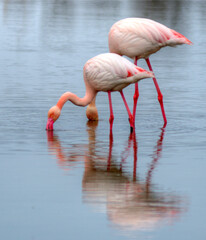 Flamants roses en Camargue, France