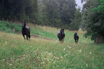 chevaux noirs