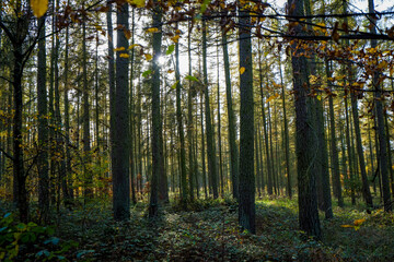 Mischwald im Herbst
