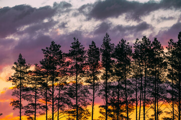 Sunset Sunrise Sky And Pine Forest Dark Black Spruce Trunks Silhouettes In Natural Sunlight Of Bright Colorful Dramatic Sky. Sunny Coniferous Forest