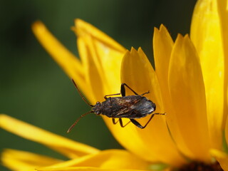 Orsillus depressus (Ritterwanze) auf gelber Blüte