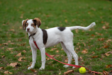 dog playing outdoors with a red leash and a ball