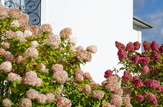 Christian Orthodox Church with christian cross in Russia. White stone walls and Beautiful pink flowers on a flower bed in the garden.