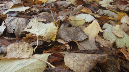 落ち葉のクローズアップ