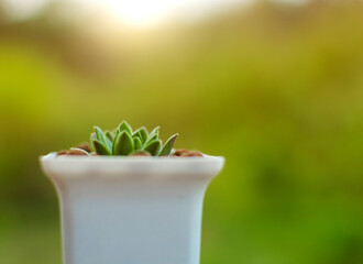 Close up a succulent plant in a white pot with green blurred background