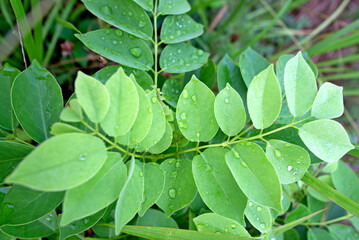 grass background, a tree with green leaves wet with raindrops
