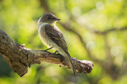 Selective Focus Shot Of A Woodpecker Finch Sitting On A Branch