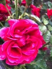 pink roses in garden