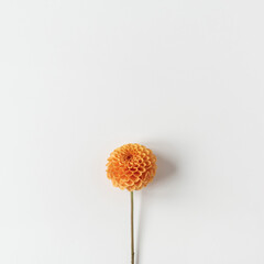 Minimal styled concept. Ginger dahlia flower on white background. Creative still life summer, spring floral concept.
