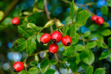 Nehrere rote Hagebutten an dem Zweig einer Heckenrose (lat. Rosa canina) zwischen grünen Blättern