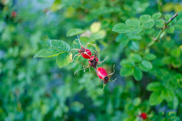Rote Hagebutten / Früchte / Beeren  in einem Strauch einer Heckenrose (lat. Rosa canina) vor grünen Blättern