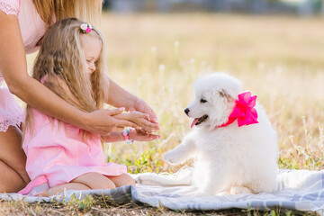 Parents give a Samoyed puppy to a small child. Girl playing with a dog in the meadow. The concept of love for nature, protection of animals, innocence, fun, joy, carefree childhood.
