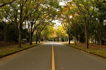 Fototapeta premium a road with fall colors