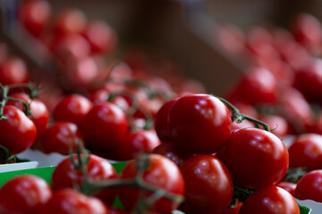 tomates cerises en grappes