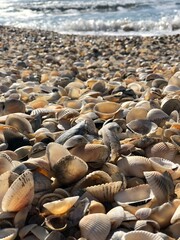 Obraz premium shells on the beach