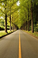 Straight Road Lined with Metasequoia Trees in Autumn